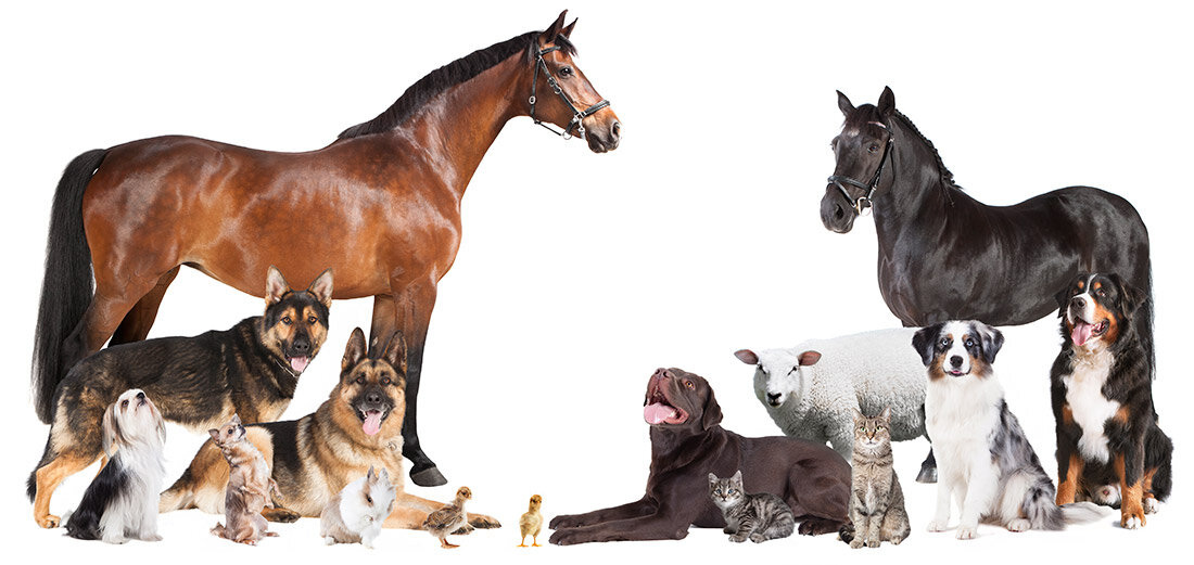 Different breeds of animals
