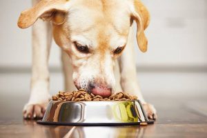 a yellow labrador eating dinner out of a bowl at home