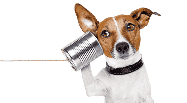 Dog listening to a string-can phone
