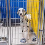 A dalmatian standing in its crate with toys and water