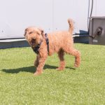 medium dog jogging on a turf field at a pet terminal