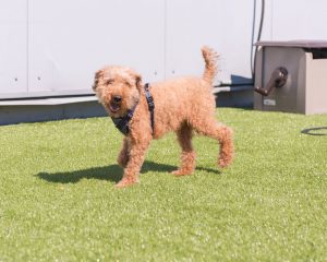 medium dog jogging on a turf field at a pet terminal
