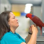 a pet handler holds a parrots