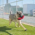 a big dog runs with a toy in his mouth on a turf field at a pet terminal