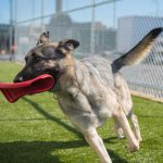 a big dog runs holding a toy in his mouth on a turf field at a pet terminal