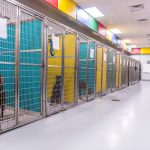 a row of big dogs lined up in their kennels
