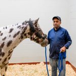 A male horse trainer in a blue jacket handles a show house in the stall of an animal shipping facility