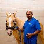 A male horse trainer in a blue shirt holding the reins of a race horse at a pet shipping facility