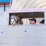 A white horse in its transporter with two smiling handlers wearing hats