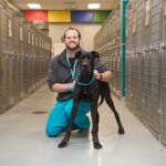 a dog handler in scrubs smiles while holding a great dane in a kennel