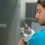 a pet handler holds a grey cat