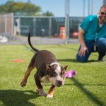 a dog running in a fenced turf yard with a handler in the back