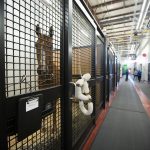 A brown race horse is in its stall at a pet shipping facility