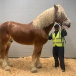 large brown horse in a stall being handled by a man in a reflective vest