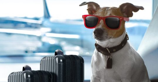 Fuzzy Teams Up with JetBlue to Offer Pet Parents Peace of Mind When They Fly