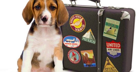 On the road again and traveling with your pets