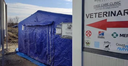US veterinarians are helping displaced Ukrainian pets. Here’s what they’re seeing
