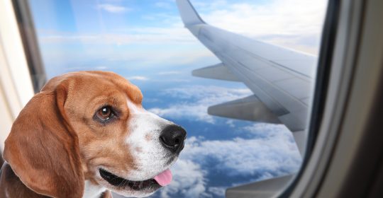 People are abandoning pets at airports