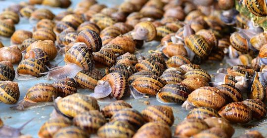 Trail of slime leads German customs to bags of giant snails