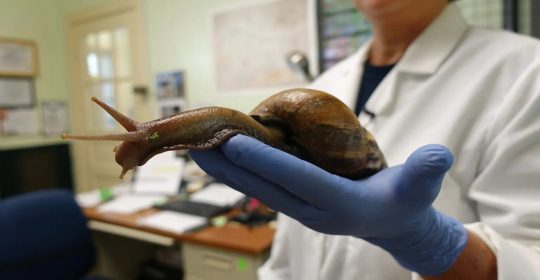 Florida county under quarantine after return of invasive African land snail