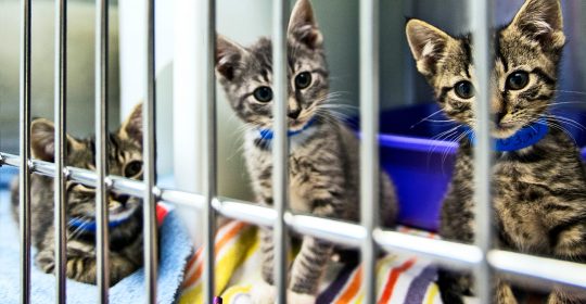 Pet Alliance of Greater Orlando to open cat shelter downtown in late September