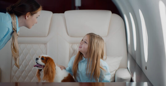 Revealed: the most pet-friendly airlines