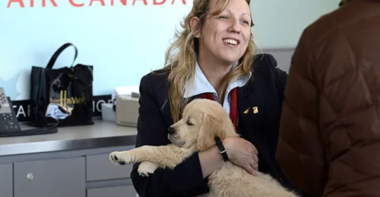 What you should know before you bring your pet on the plane