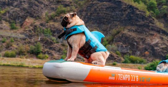 Pet friendly to off-the-grid tourism, here’s decoding the travel trends of 2023