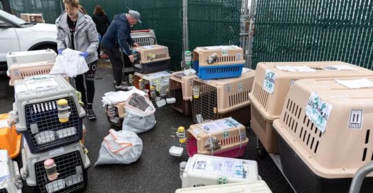 Dogs rescued from China meat farms get new homes in U.S. after arriving at JFK Airport