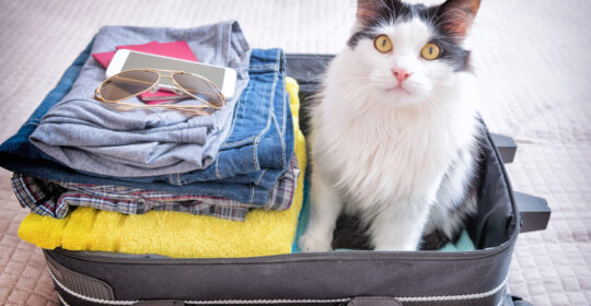 Traveling with furry friends: How to keep you and your pets safe this summer