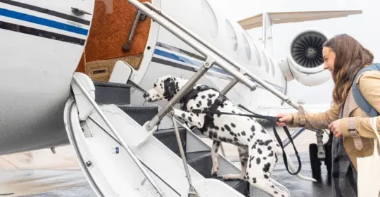 Pet-friendly private jet firm aims to make travel with dogs and cats easier: ‘Cost is comparable’