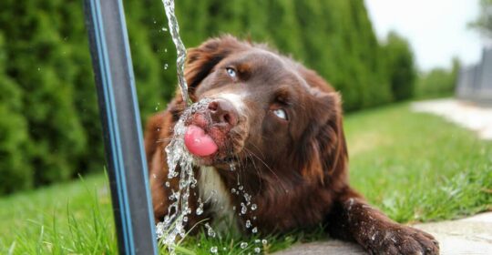 Pet Talk | If you’re hot, they’re hot: Helping pets enjoy summer