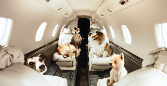 3 ways to fly internationally with your pets if you don’t want to put them in the cargo hold — and have a big budget