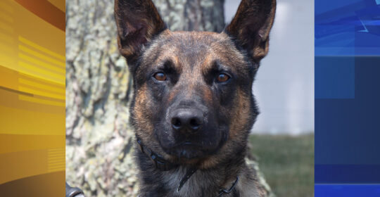 K-9 named Yoda helped authorities catch escaped murderer in Pennsylvania